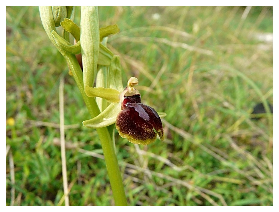 Ophrys Araneola....?????